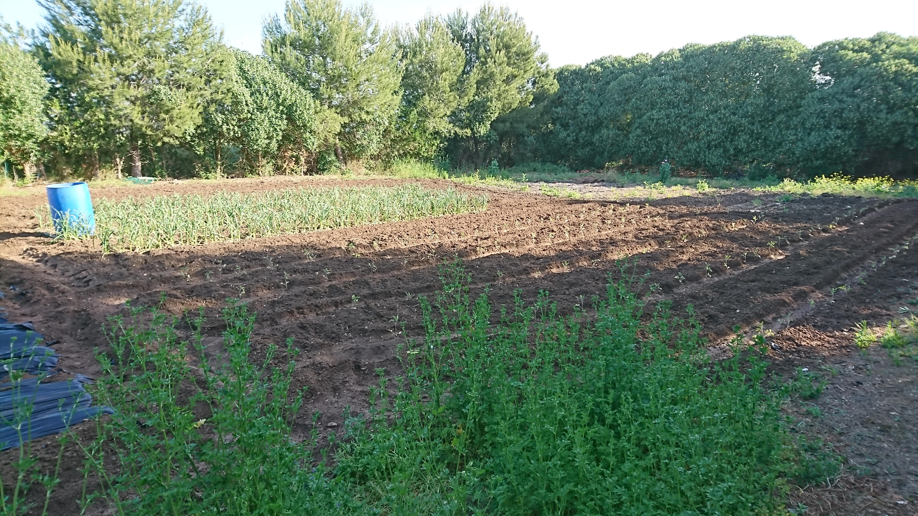 Farmland surrounding Finca Eco Oasis Mallorca