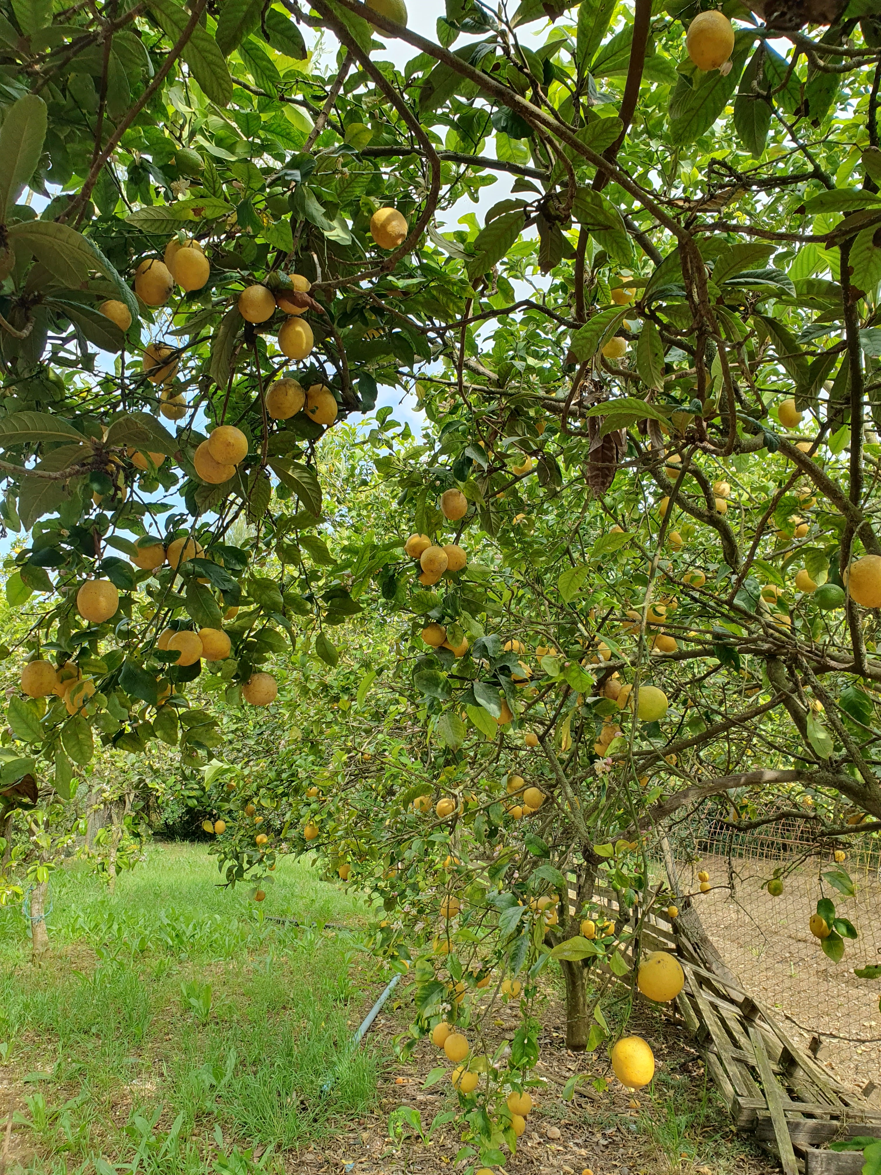 Fruit orchard at Finca Eco Oasis Mallorca